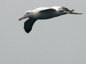 wandering albatros